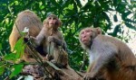 बाँदर नियन्त्रण गर्न रूख काट्ने वडाध्यक्षको निर्णयमा पोखरा महानगरको रोक